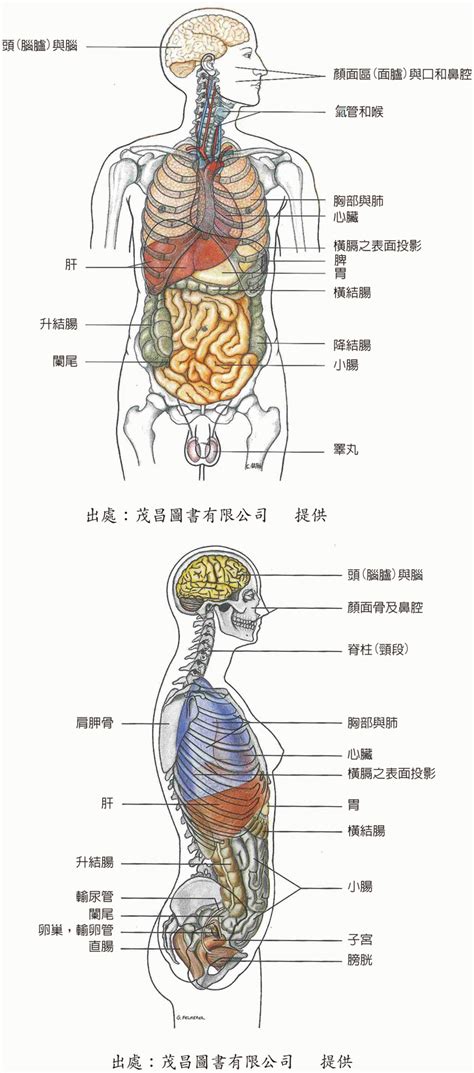 身體結構圖女